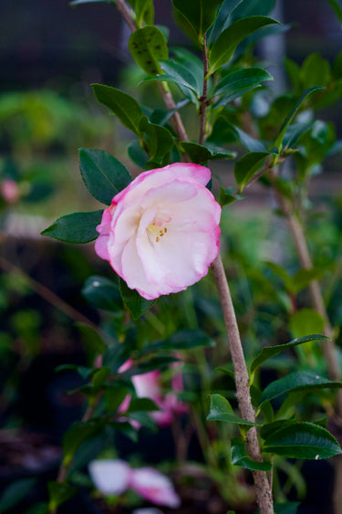Camellia sasanqua 'Leslie Ann'