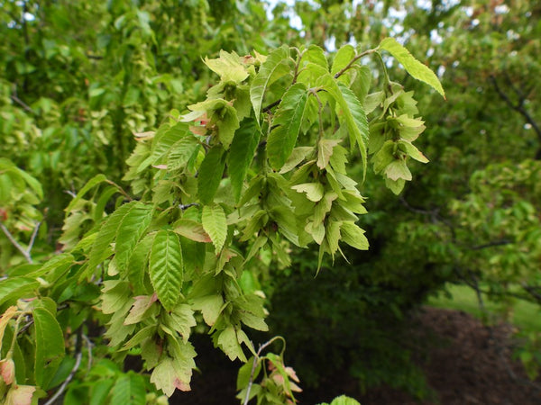 Carpinus caroliniana