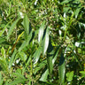 Cartrema americanum, devilwood, a native evergreen shrub offered by Woodlanders.