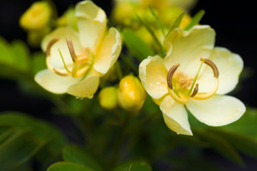 Cassia bicapsularis 'Buttercream'