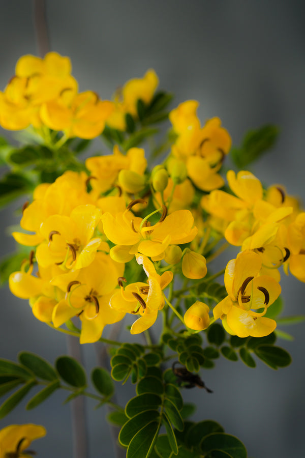 Cassia bicapsularis