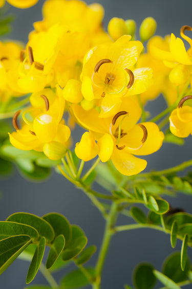 Cassia bicapsularis