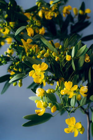 Cassia corymbosa, Argentine senna, deep golden-yellow flowers on an upright branch