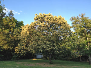 Castanea mollissima, Chinese chestnut, broad leafy tree casting summer shade