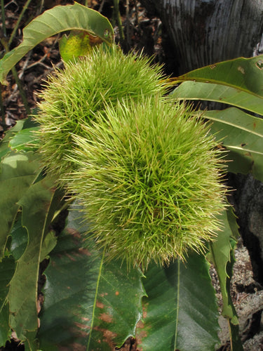 Castanea pumila