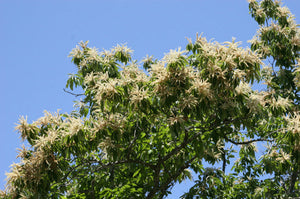 Castanea pumila, Allegheny chinquapin, native shrub with spiny nut burrs