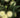 Cephalanthus occidentalis