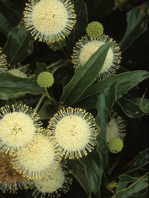 Cephalanthus occidentalis