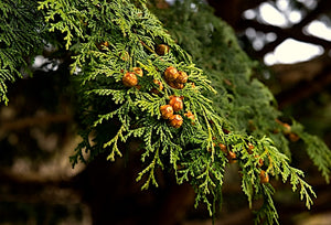 Chamaecyparis obtusa 'Filicoides', fernspray hinoki cypress, dense deep-green fern-like foliage sprays.