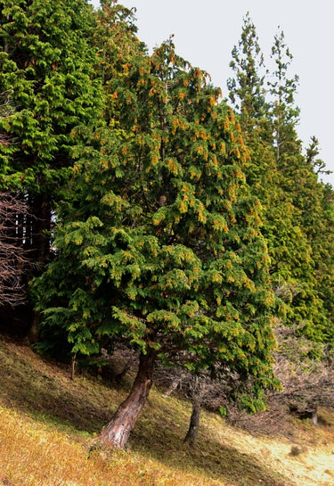 Chamaecyparis obtusa 'Filicoides'