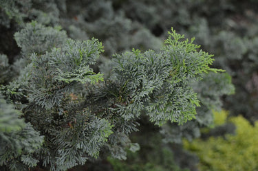 Chamaecyparis pisifera 'Shiva'