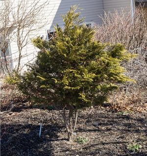 Chamaecyparis pisifera 'Shiva', sawara cypress, soft silver-blue feathery juvenile foliage.