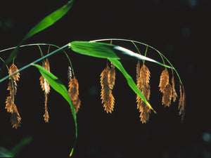 Chasmanthium latifolium, river oats, arching shade grass with dangling flat oat-like seed heads.