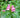 Chelone lyonii 'Hot Lips'