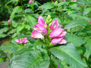 Chelone lyonii 'Hot Lips', pink turtlehead, deep rose-pink turtle-shaped flowers in late summer.