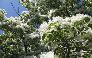Chionanthus retusus, Chinese fringetree, canopy smothered in lacy white fringed spring flowers.