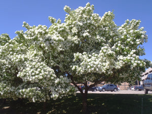 Chionanthus retusus (Chinese fringetree), a deciduous tree offered by Woodlanders.