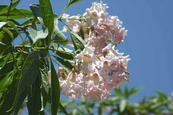 Chitalpa tashkentensis