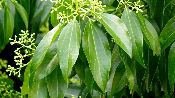 Cinnamomum burmannii