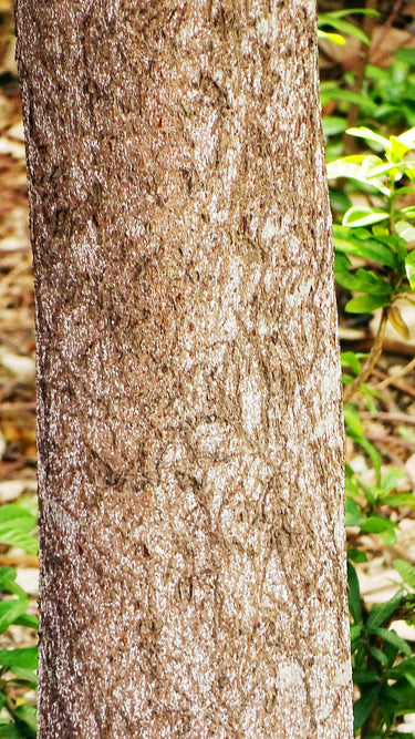 Cinnamomum burmannii