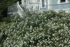 Cistus x corbariensis (C. hybridus)
