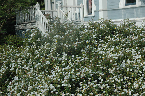 Cistus x corbariensis (C. hybridus)