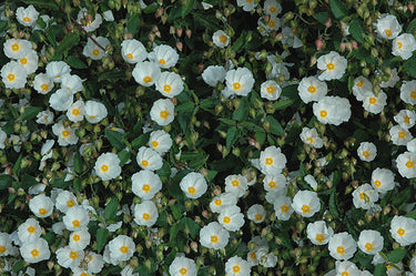 Cistus x corbariensis (C. hybridus)