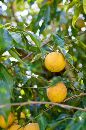 Citrumelo 'Dallas', cold-hardy citrus, large round thick-rinded yellow fruit on the branch.