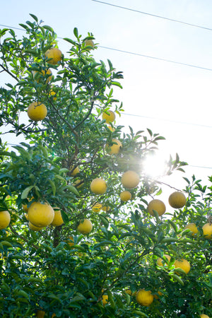 Citrumelo 'Dunstan', hardy grapefruit hybrid, golden-yellow fruit on the branch.