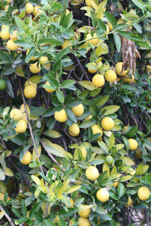 Eustis limequat (Citrus aurantifolia x Fortunella japonica), small oval yellow-green citrus fruit among glossy evergreen leaves