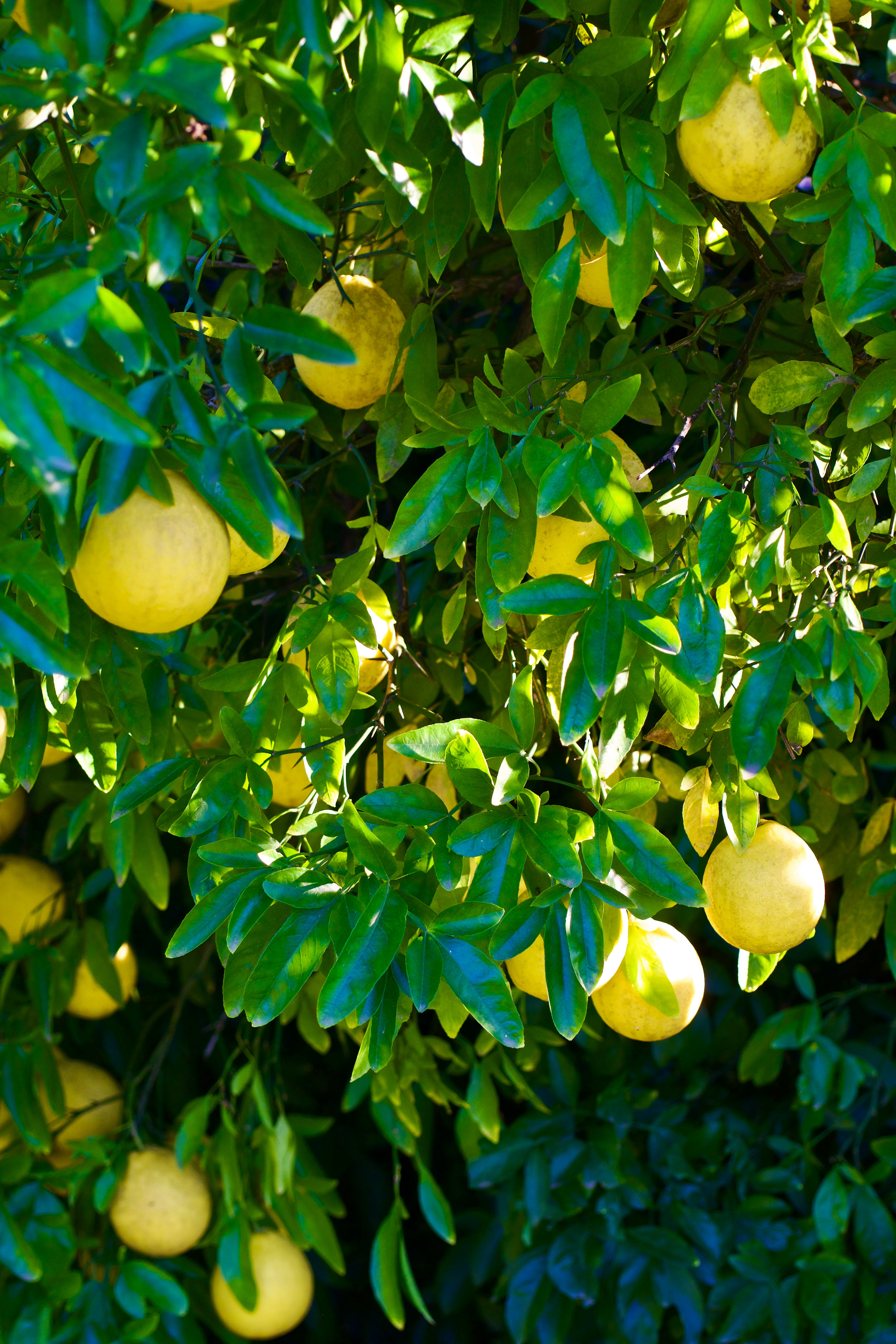 Cold-Hardy Citrus Guide – Woodlanders