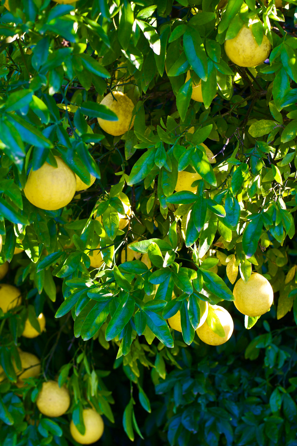 Citrus 'Swingle' | Hardy Citrumelo – Woodlanders