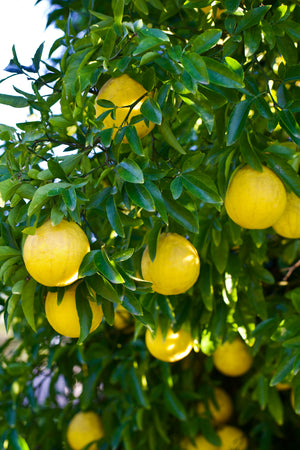 Citrus 'Swingle', Swingle citrumelo, pear-shaped yellow fruit on a thorny branch.