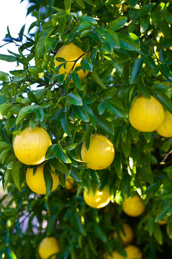 Citrus 'Swingle'