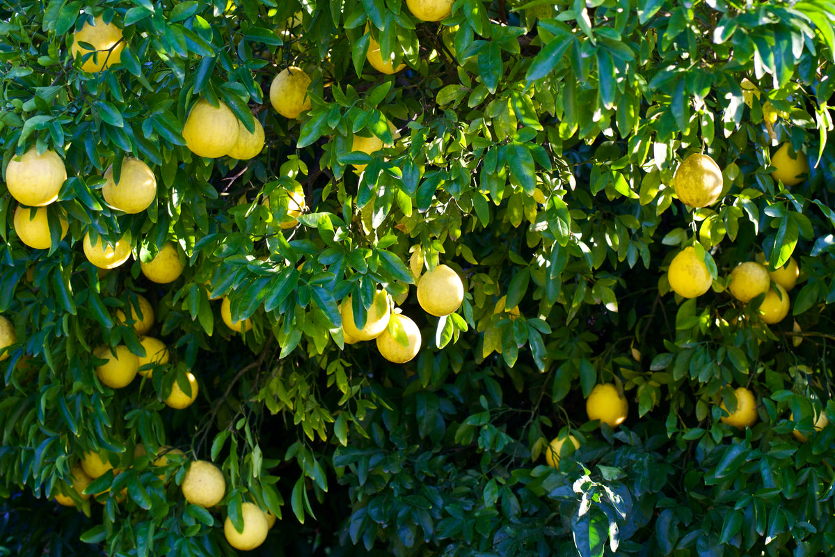 Citrus 'Swingle', hardy citrumelo, ripe yellow fruit close-up.
