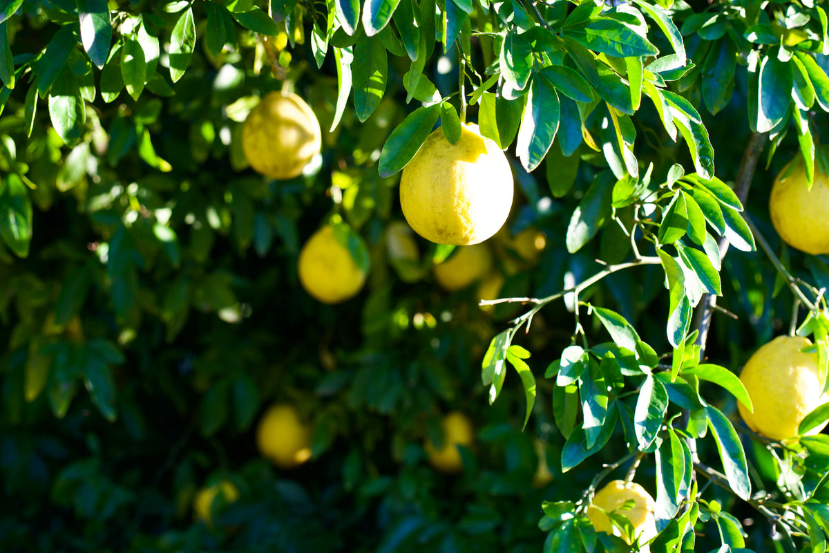 Citrus 'Swingle' | Hardy Citrumelo – Woodlanders
