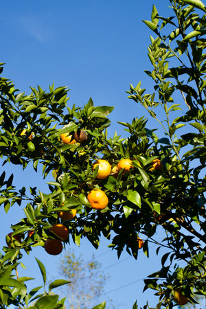 Citrus reticulata 'Changsha', Changsha mandarin, deep orange loose-skinned fruit on the tree.