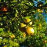 Citrus reticulata 'Changsha', hardy mandarin, ripe orange fruit among willow-like leaves.