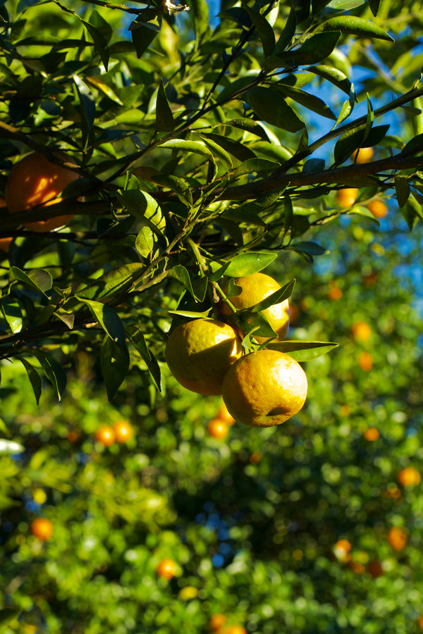 Hardy Citrus 'Changsha x English Large'
