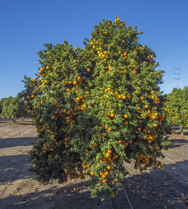 Citrus myrtifolia 'Chinotto'