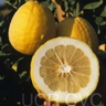 Ponderosa lemon tree with large citrus fruit in container