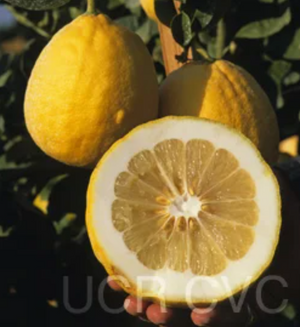Citrus 'Ponderosa', ponderosa lemon, huge bumpy lemon on a container tree.