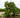 Ponderosa lemon tree with large citrus fruit in container
