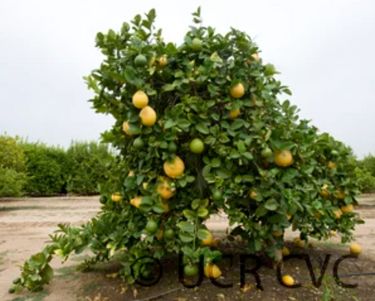 Ponderosa lemon tree with large citrus fruit in container