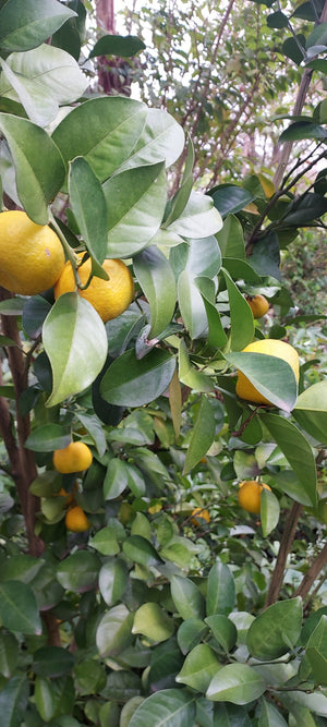 Citrus reticulata 'Keraji', Keraji mandarin, small flattened yellow-orange fruit on the tree.