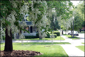 Cladrastis kentukea, American yellowwood, pendulous white pea-flower panicles in spring.