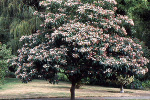 Clerodendrum trichotomum, harlequin glorybower, turquoise berries in rose-red star calyces.