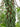 Clerodendrum indicum