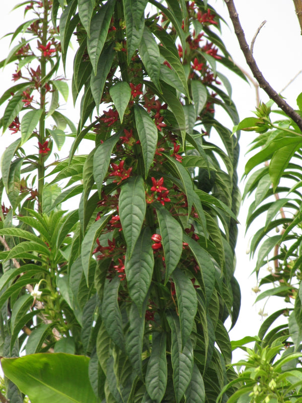 Clerodendrum indicum