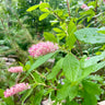 Clethra alnifolia 'Ruby Spice' (pink summersweet) in bloom at Wellfield Botanic Gardens, deep rose-pink bottlebrush flower spikes on a deciduous shrub